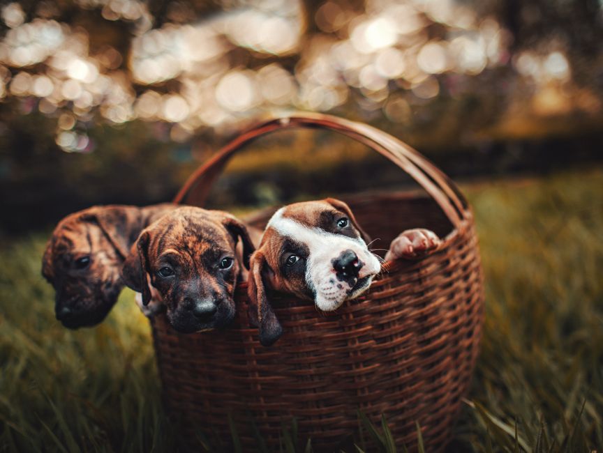 Freude am tierleben entdecken 13 Hundeleben voller Freude