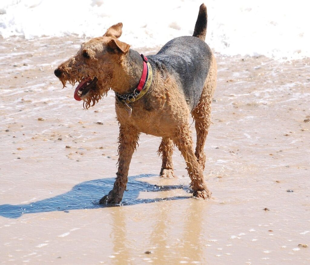 Freude am tierleben entdecken 21 Allergien bei Airedale Terriern vorbeugen: 5 Schritte