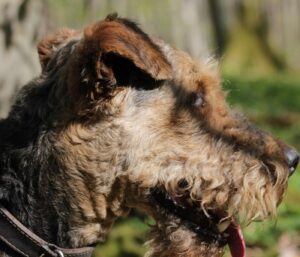 Airedale Terrier Beschäftigungsideen: So fördern Sie seinen scharfen Verstand