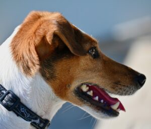 Airedale Terrier Erziehungstipps: 5 Mythen entlarvt