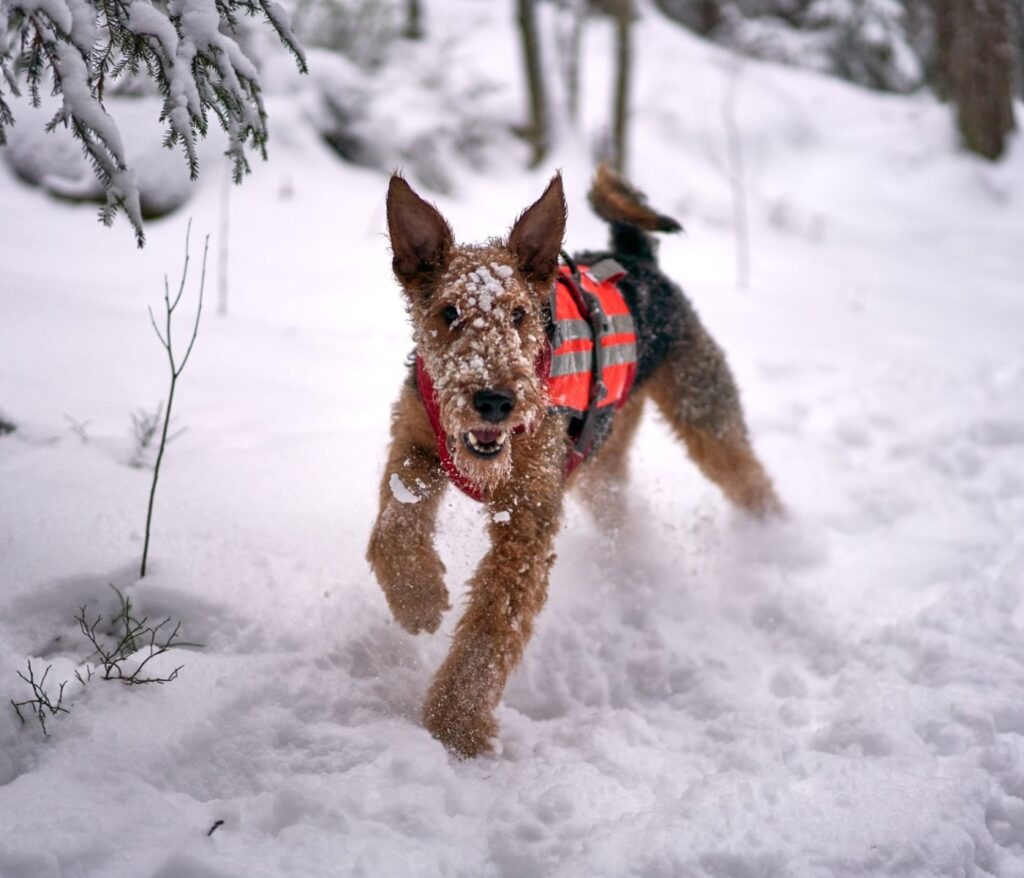 Freude am tierleben entdecken 25 Airedale Terrier Trennungsangst bewältigen – Hilfe aus Frankreich