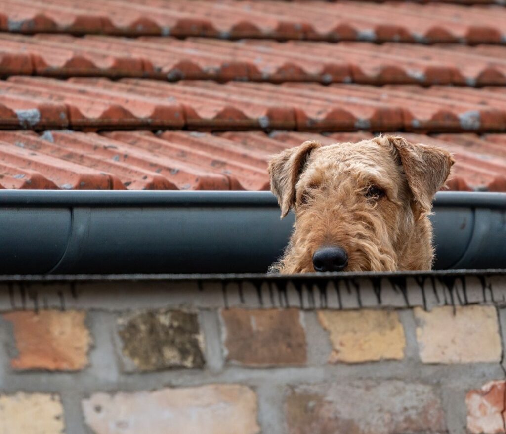 Freude am tierleben entdecken 23 Die 7 besten Beschäftigungsideen für einen Airedale Terrier Welpen