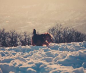Airedale Terrier Welpe stubenrein: 7 Strategien