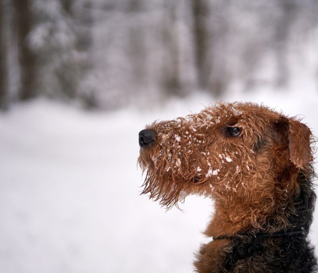 Freude am tierleben entdecken 11 Airedale Terrier zu Hause beschäftigen: 7 Ideen