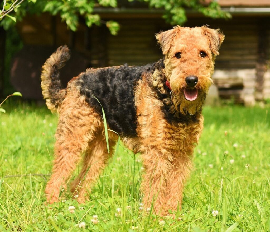 Freude am tierleben entdecken 5 Airedale Terrier Herkunft: Geschichte & Ursprung