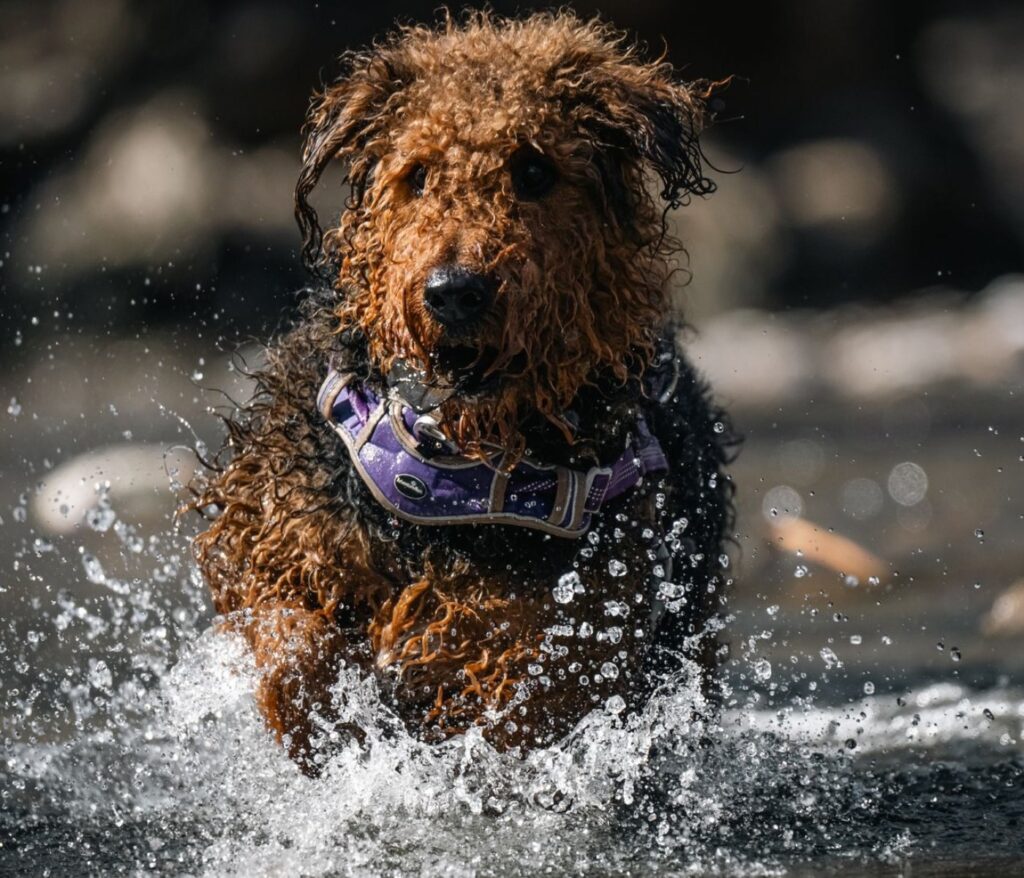 Freude am tierleben entdecken 15 Airedale Terrier Welpe: Auslastung & Tipps