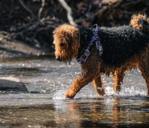 Floh- und Zeckenmittel für den Airedale Terrier