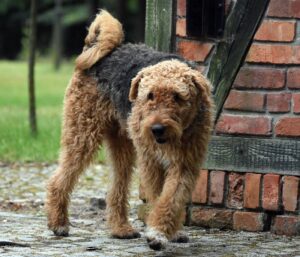 Häufige Fellprobleme beim Airedale Terrier