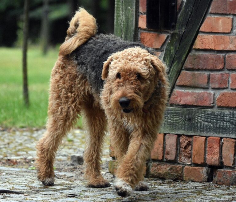 Häufige Fellprobleme beim Airedale Terrier 3 Häufige Fellprobleme beim Airedale Terrier